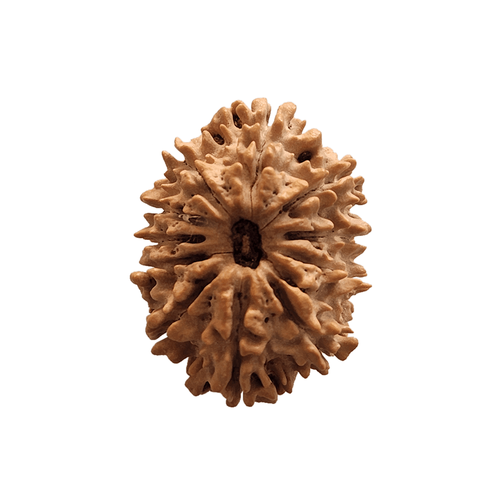 11 Mukhi Rudraksha