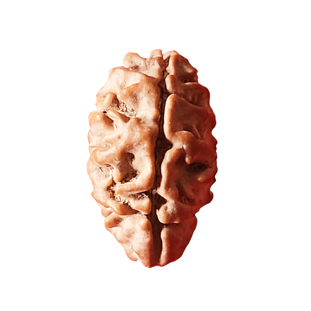 2 Mukhi 1