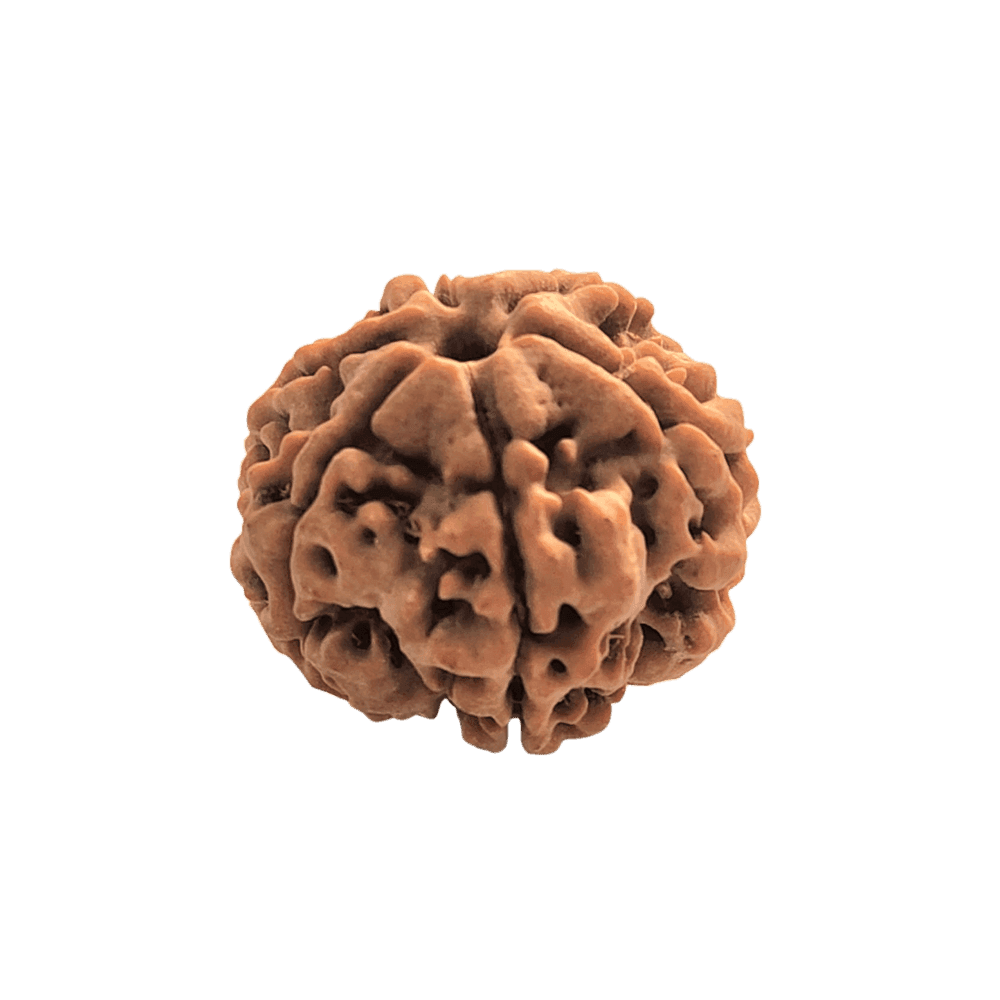 6 Mukhi Rudraksha
