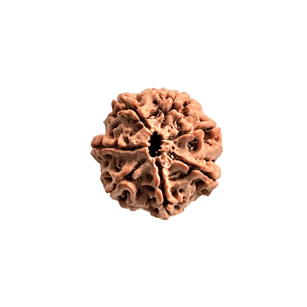 7 Mukhi Rudraksha