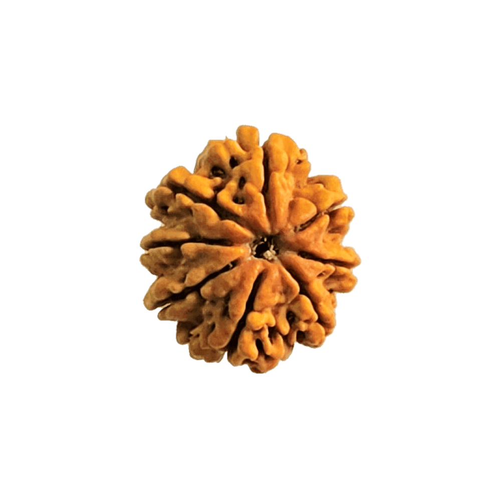 8 Mukhi Rudraksha