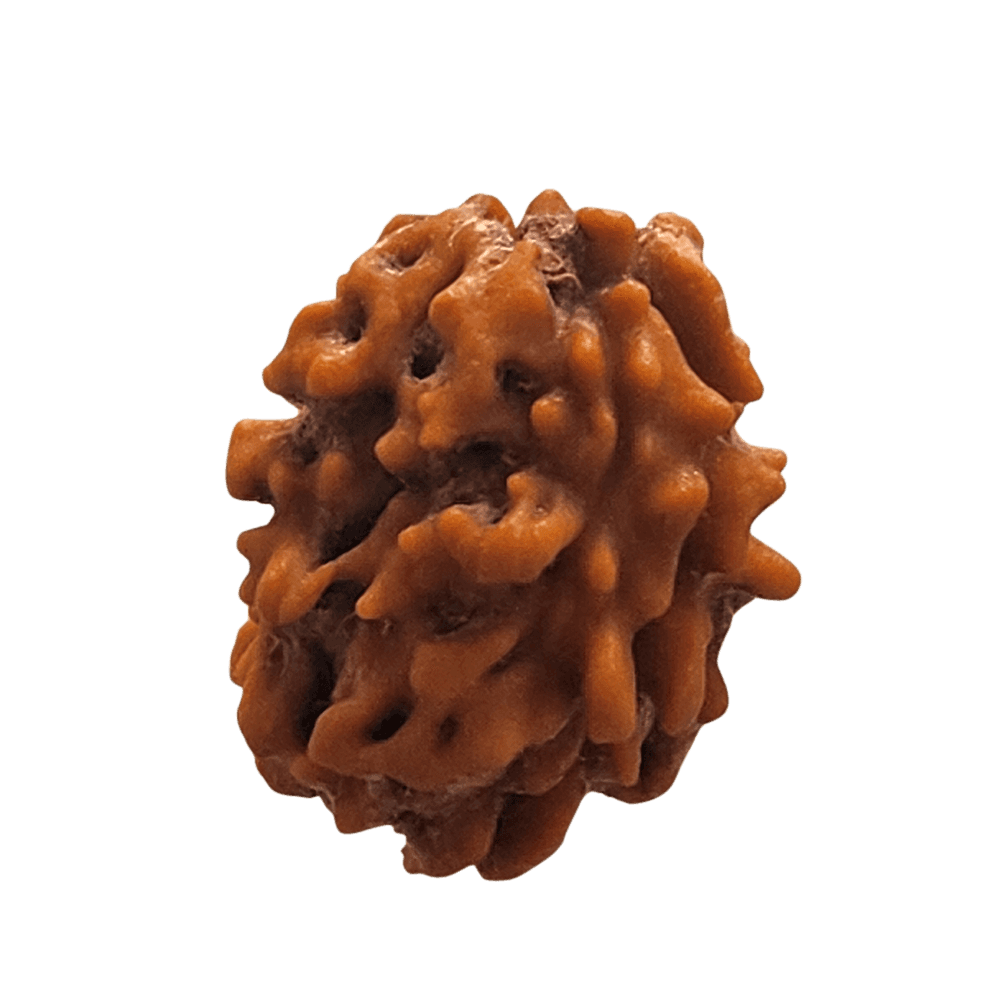 2 Mukhi Himalayan Rudraksha Bead | Loose Bead | Regular
