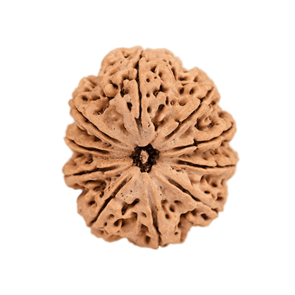 10 Mukhi