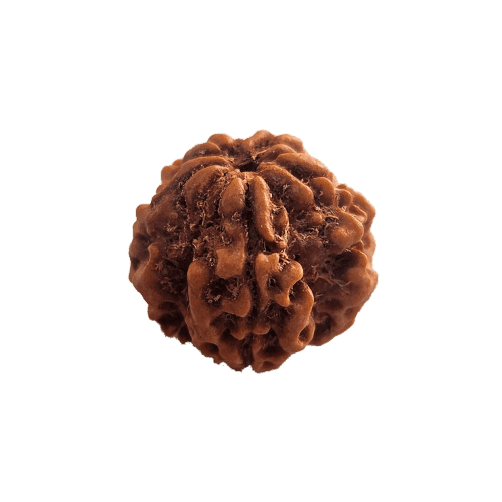 1 Mukhi