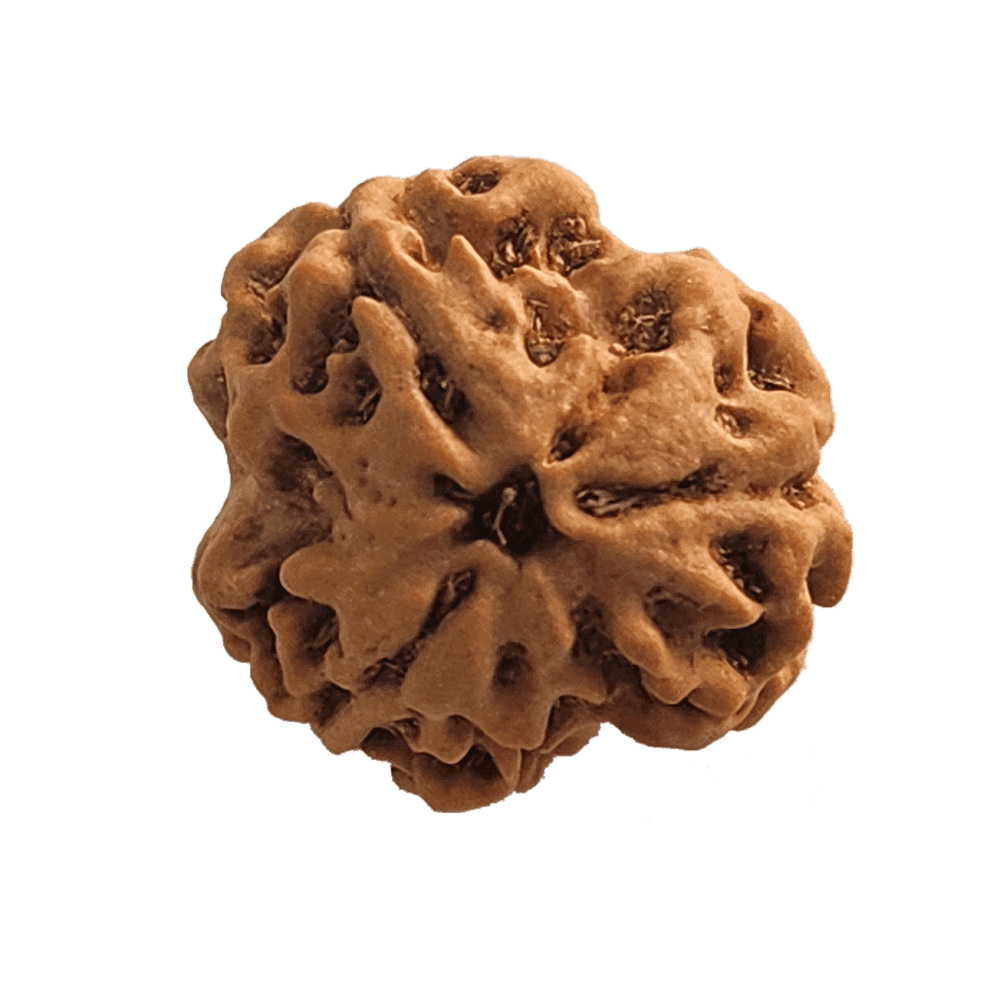 3 Mukhi