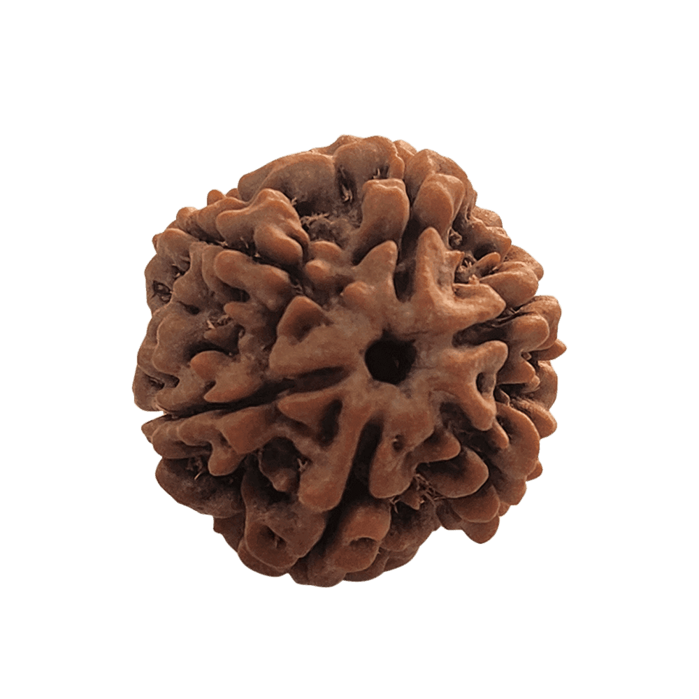 6 Mukhi