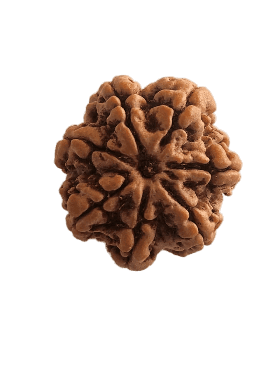 7 Mukhi