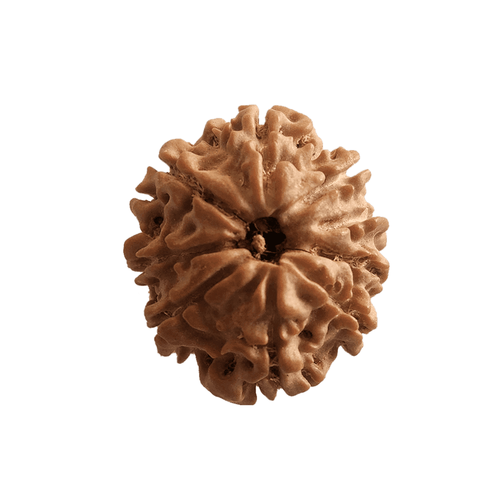 9 Mukhi