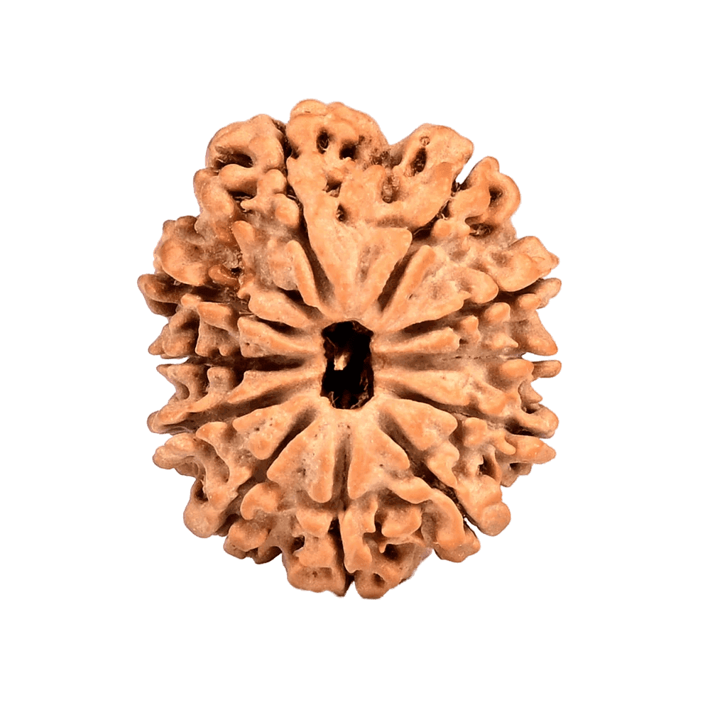 11 Mukhi