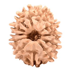 12 Mukhi