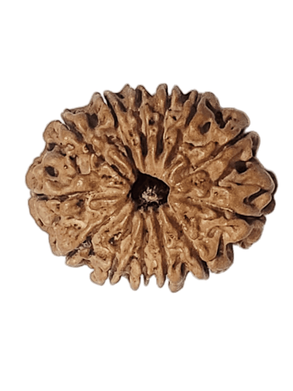 13 Mukhi
