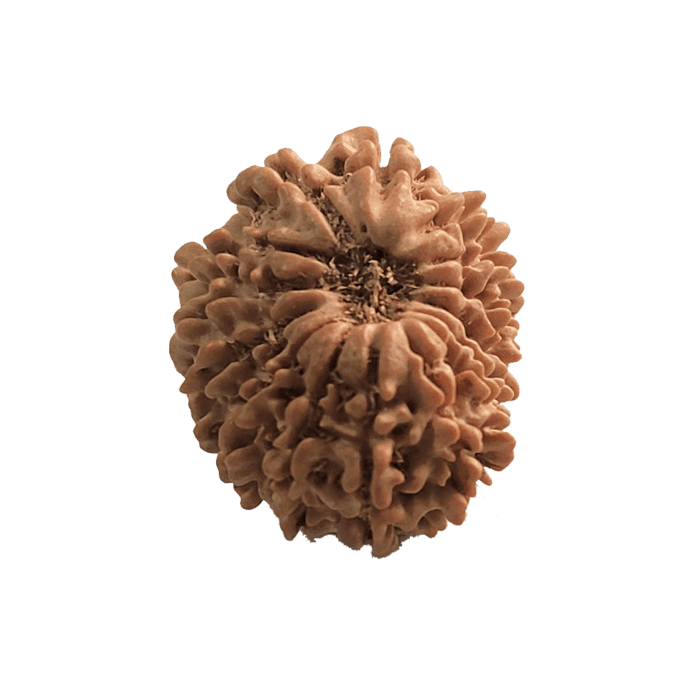 15 Mukhi