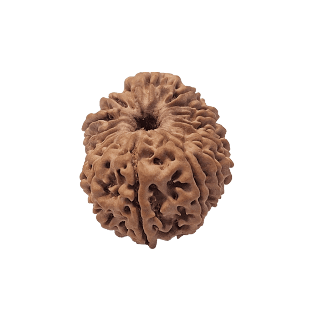 17 Mukhi
