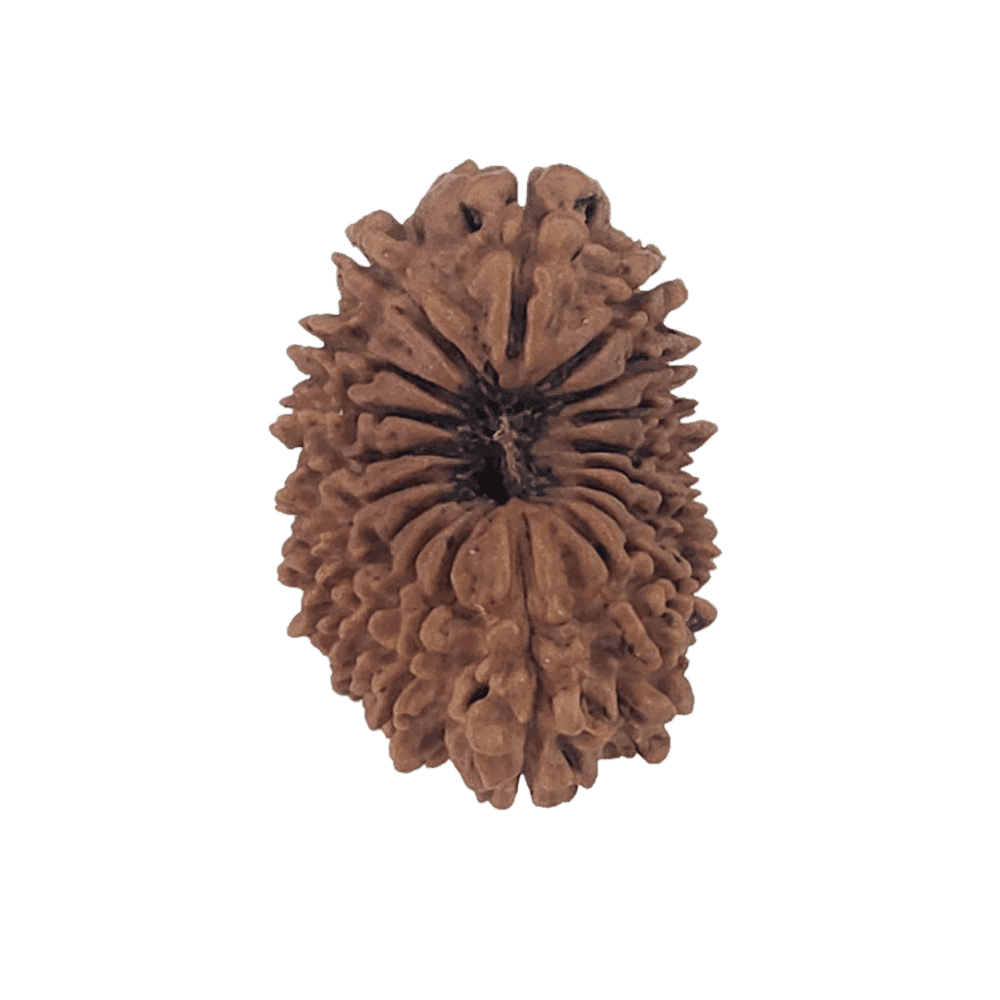 18 Mukhi