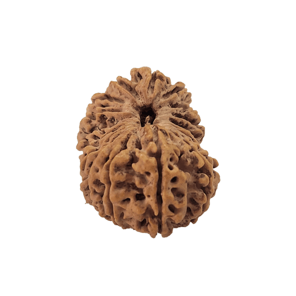 20 Mukhi