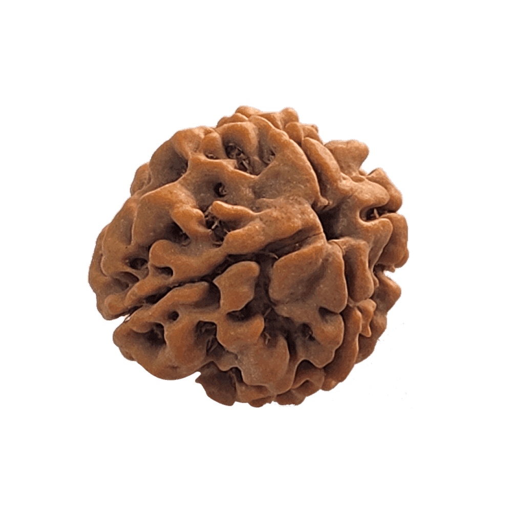4 Mukhi