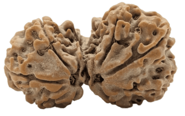 8 Mukhi Nepali Gauri Shankar