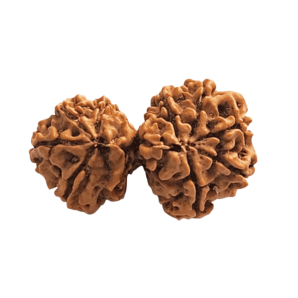 9 Mukhi Nepali Gauri Shankar