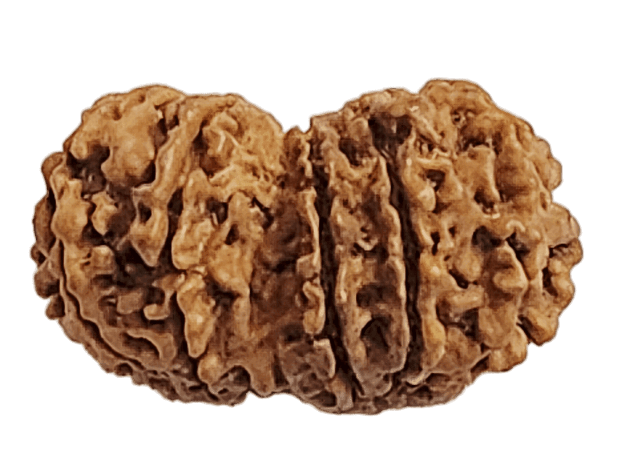 13 Mukhi Nepali Gauri Shankar