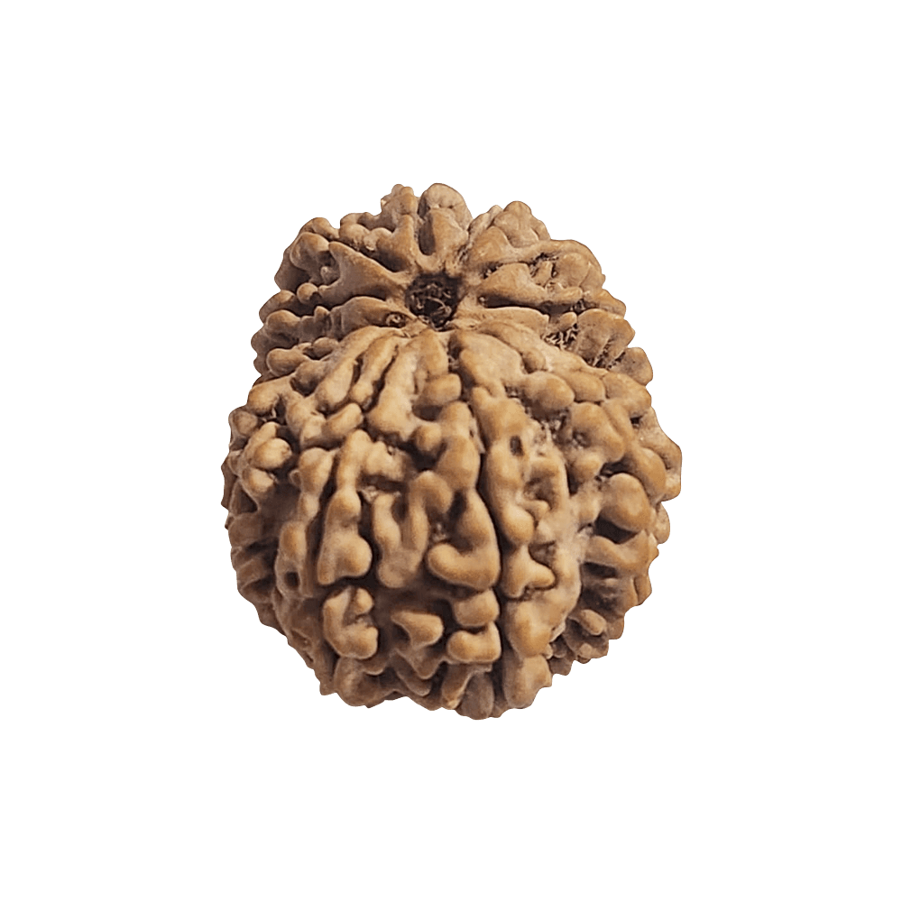 14 Mukhi Nepali Gauri Shankar