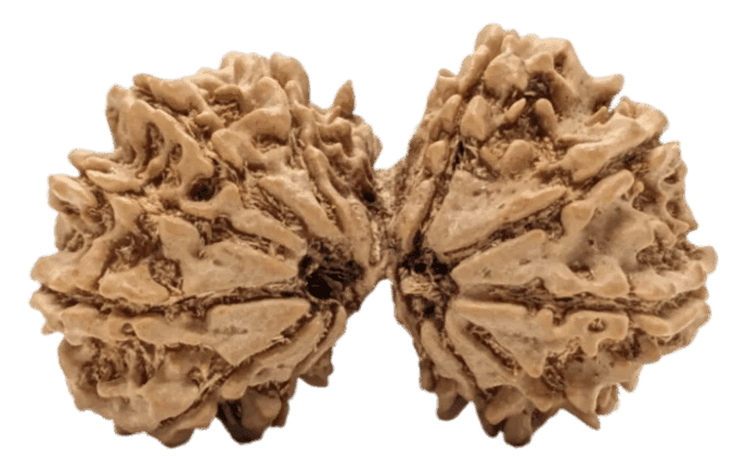 15 Mukhi Nepali Gauri Shankar