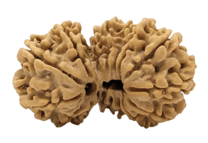 17 Mukhi Nepali Gauri Shankar