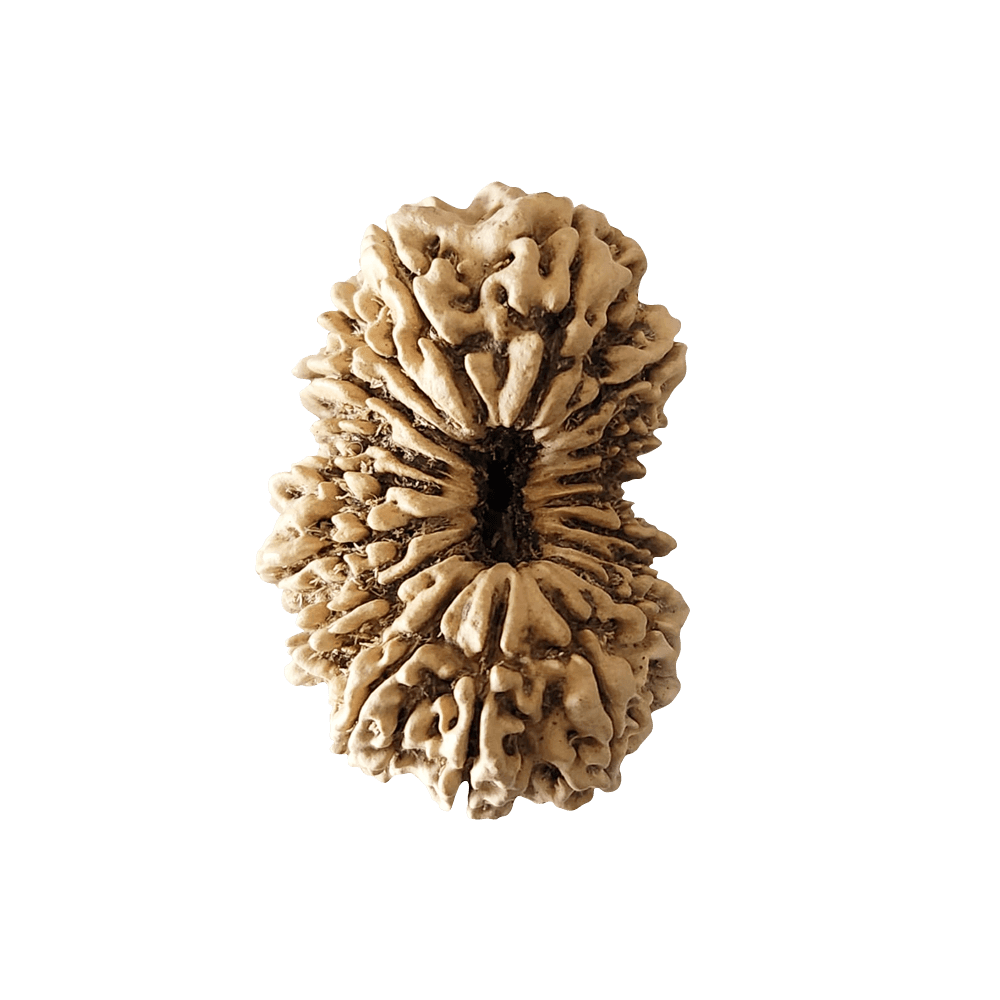 18 Mukhi Nepali Gauri Shankar
