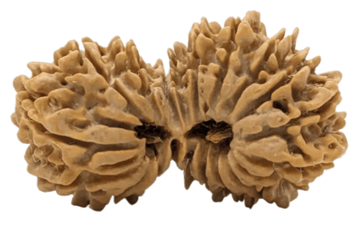 19 Mukhi Nepali Gauri Shankar