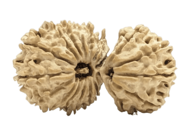 20 Mukhi Nepali Gauri Shankar