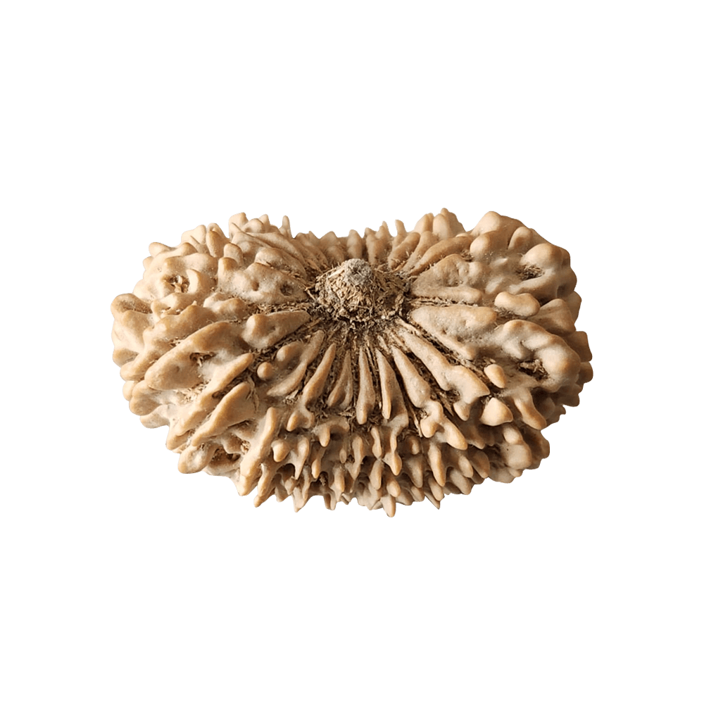 19 Mukhi