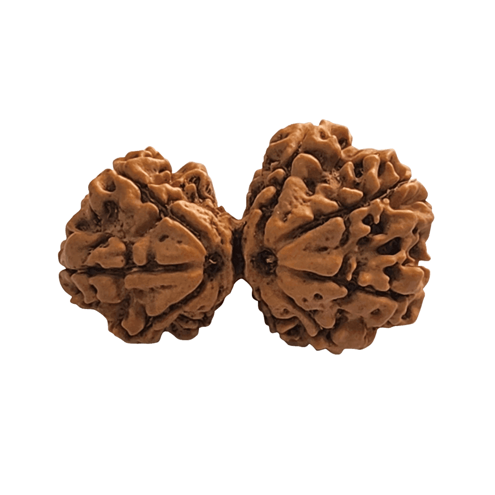 9 Mukhi Gauri Shankar Rudraksha