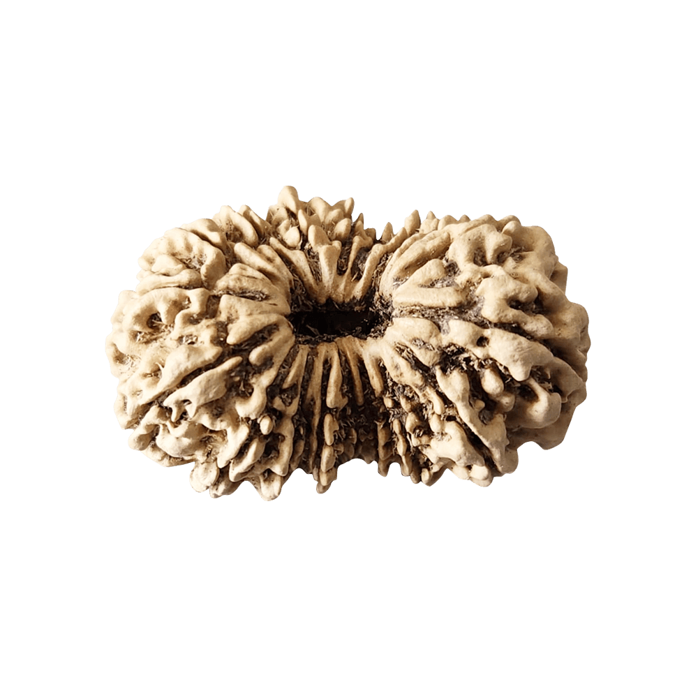 18 Mukhi Gauri Shankar Rudraksha