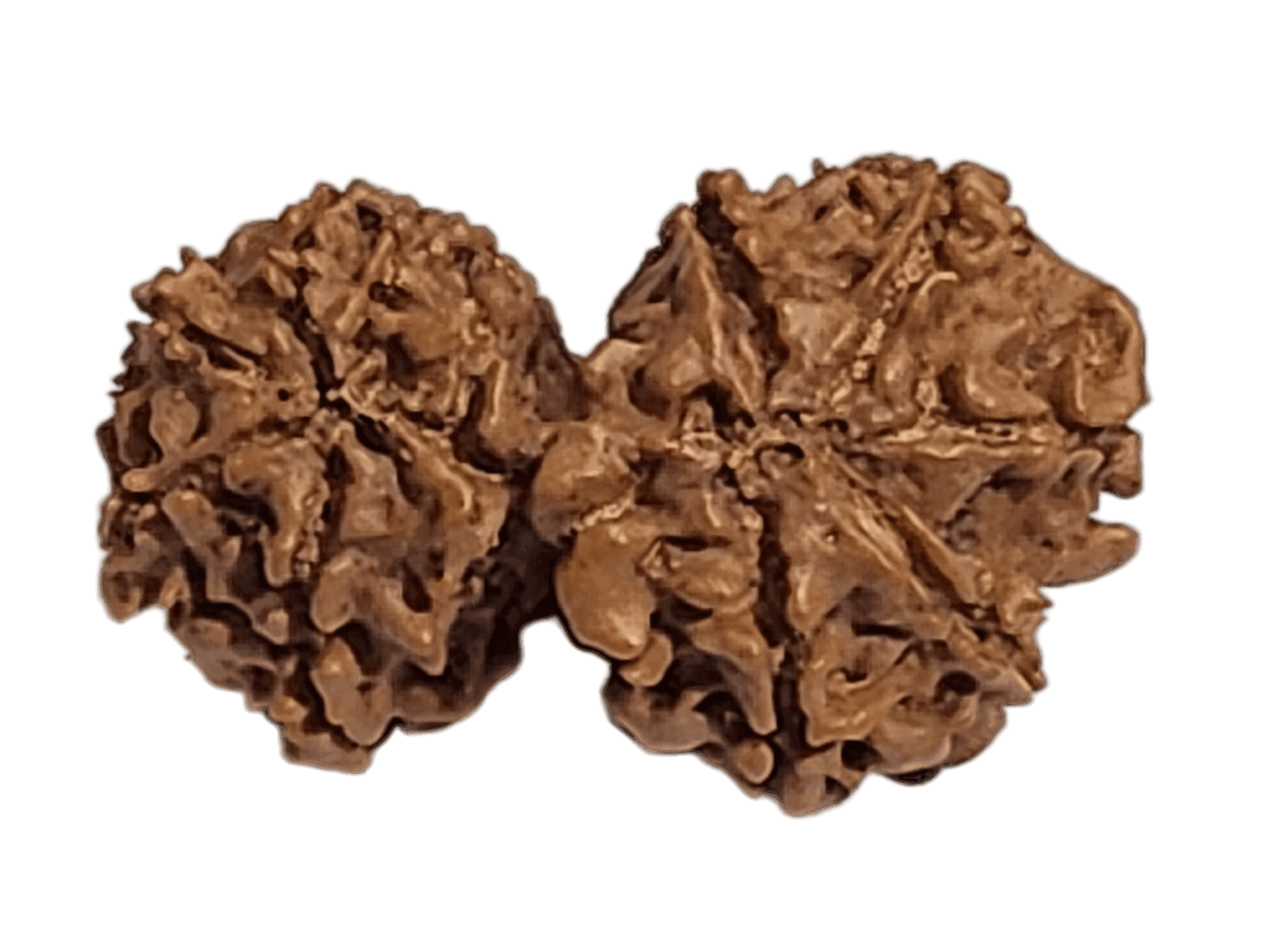 10 Mukhi Gauri Shankar Rudraksha