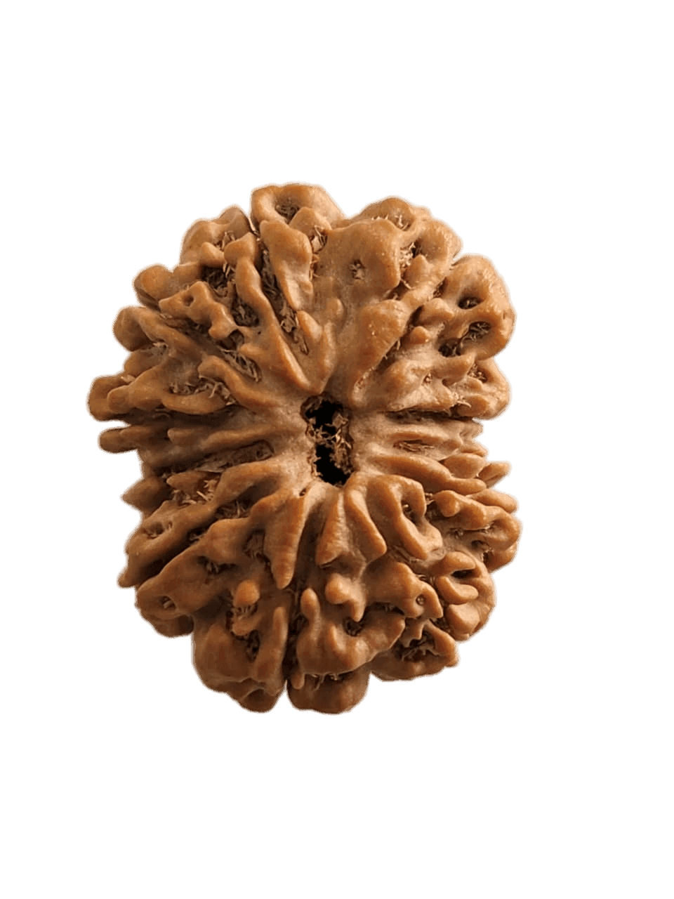 11 Mukhi Gauri Shankar Rudraksha