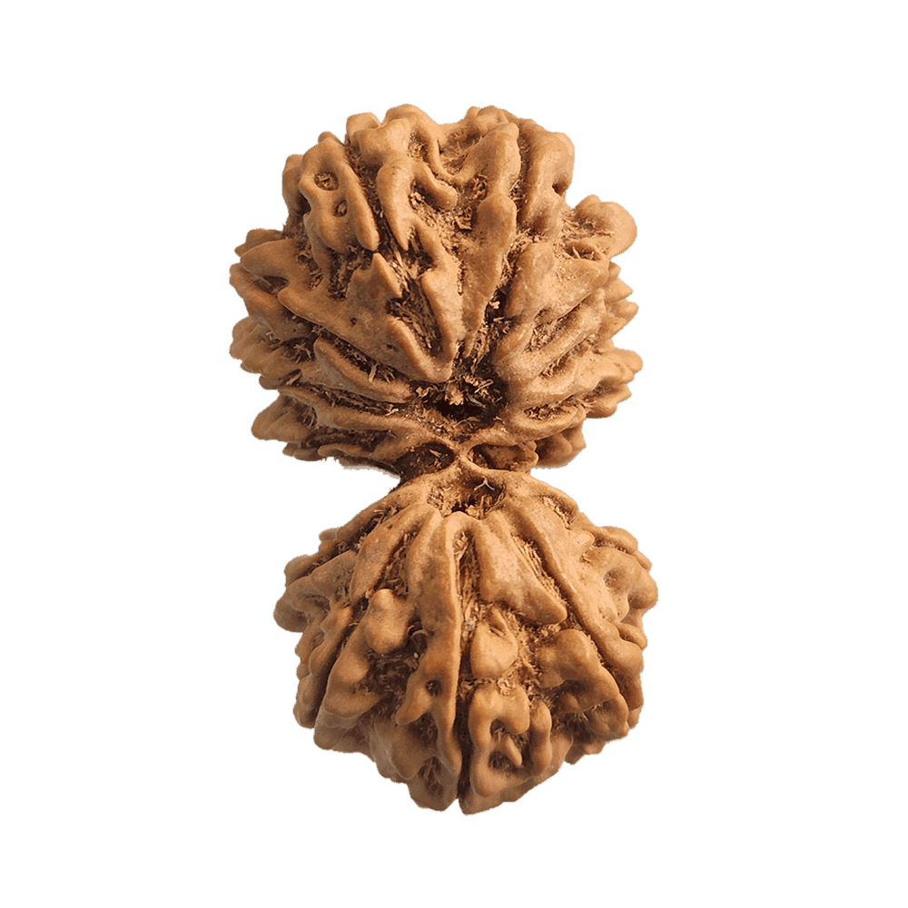 12 Mukhi Gauri Shankar Rudraksha