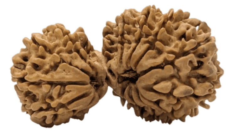16 Mukhi Gauri Shankar Rudraksha