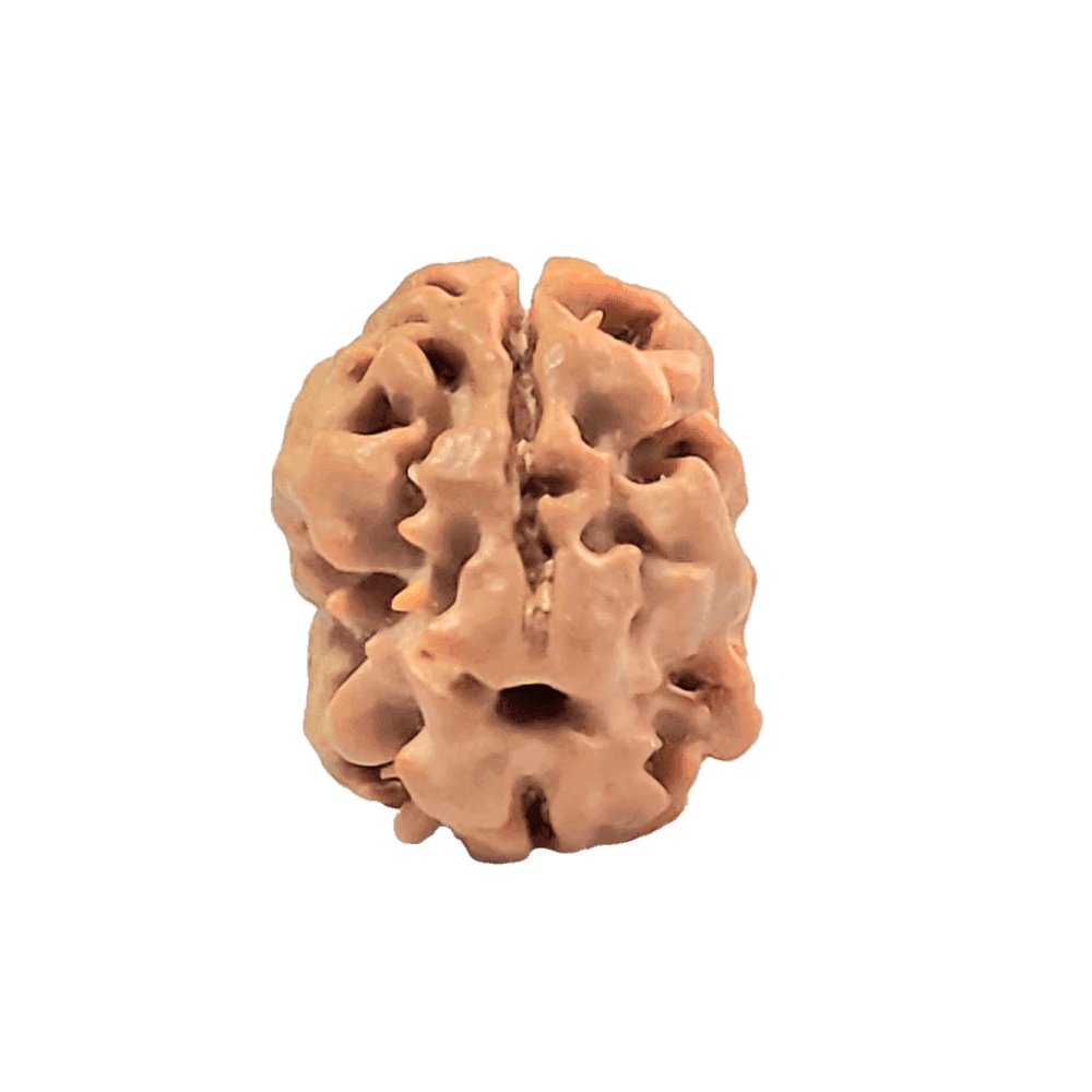 2 Mukhi Nepali Rudraksha Bead