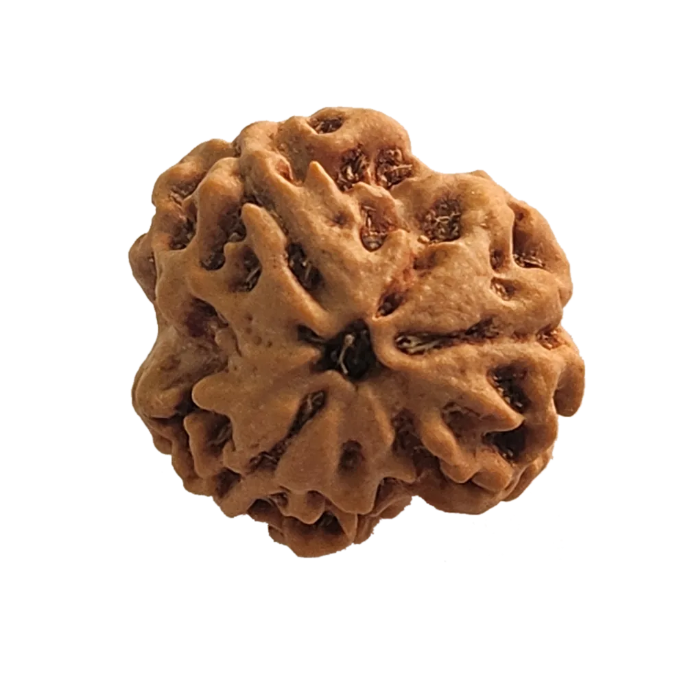 3 Mukhi Rudraksha